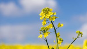 Canola Fields